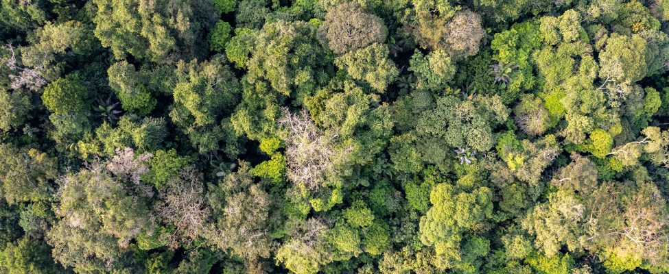 PEFC General Assembly Approves RED III Standards